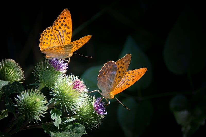 Butterfly Effect Consequences